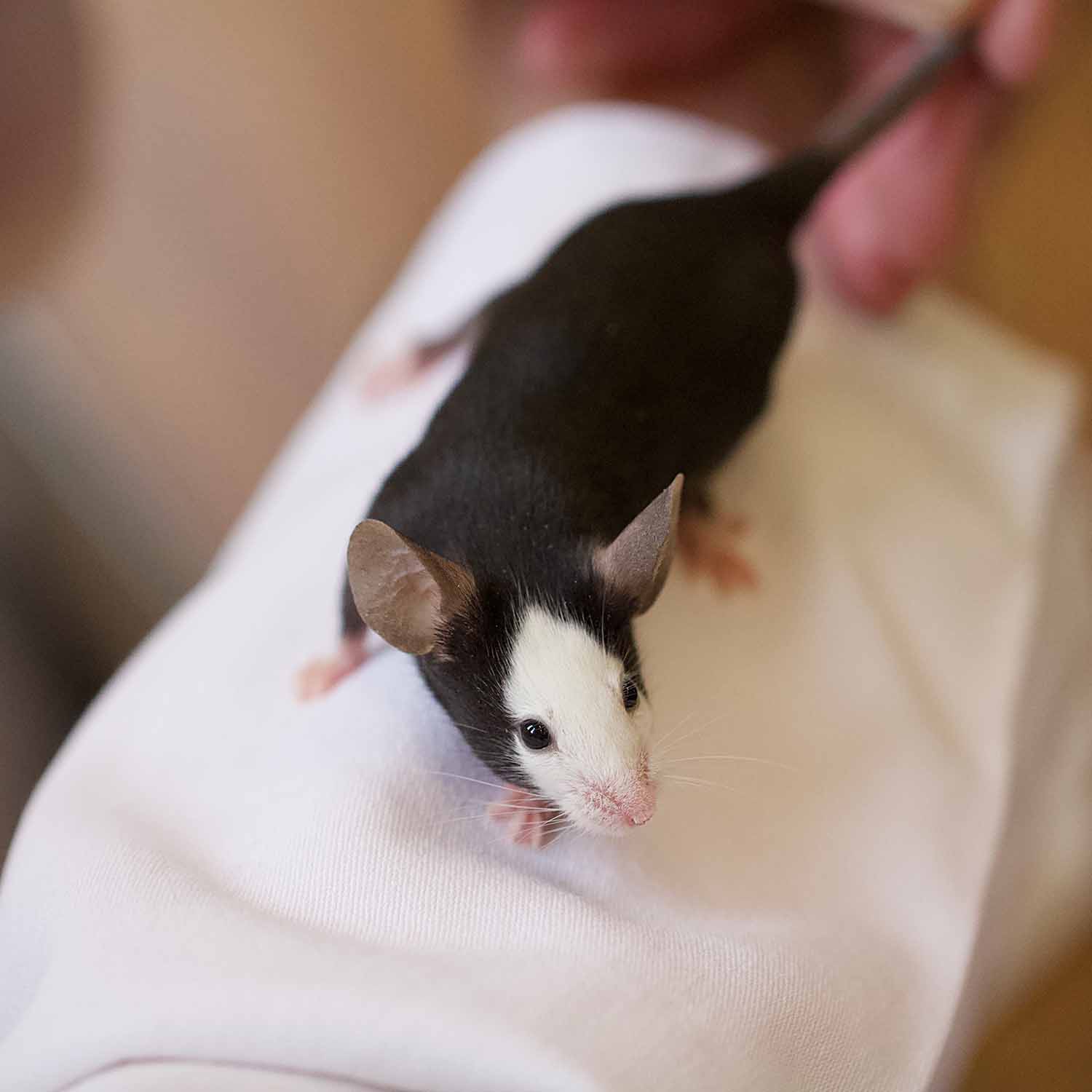 black and white fancy mouse
