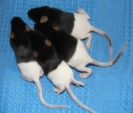 Mouse fanciers having a chat during a mouse show