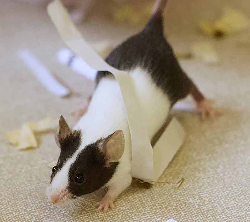 moult on fancy mouse